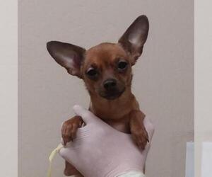 Miniature Pinscher Dogs for adoption in Tempe, AZ, USA