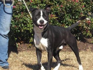 Sheprador Dogs for adoption in Windsor, VA, USA