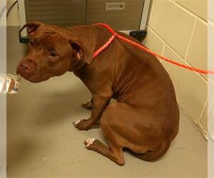 American Pit Bull Terrier Dogs for adoption in Sanford, FL, USA
