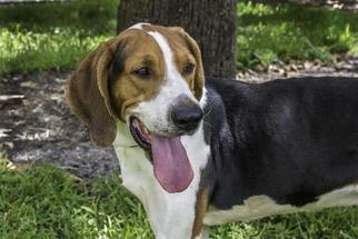 Treeing Walker Coonhound-Unknown Mix Dogs for adoption in West Palm Beach, FL, USA