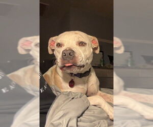 Mutt Dogs for adoption in Louisville, KY, USA