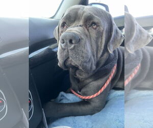 Mutt Dogs for adoption in Goodyear, AZ, USA