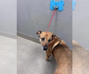 German Shepherd Dog-Unknown Mix Dogs for adoption in Las Vegas, NV, USA