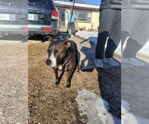 Staffordshire Bull Terrier Dogs for adoption in Williamsburg, IA, USA