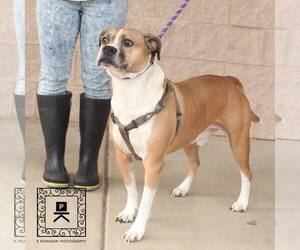 American Bulldog Dogs for adoption in Fredericksburg, VA, USA