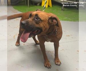 Black Mouth Cur-Unknown Mix Dogs for adoption in Ocala, FL, USA
