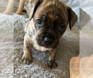 French Bulldog-Unknown Mix Dogs for adoption in Lake Forest, CA, USA