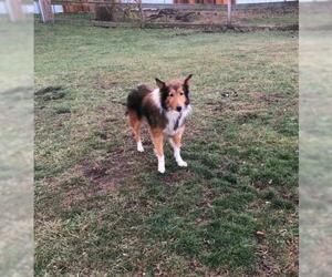 Mutt Dogs for adoption in Lewistown, PA, USA