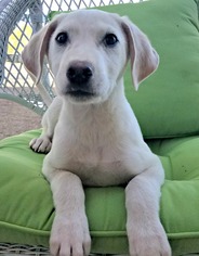 Golden Labrador Dogs for adoption in Phoenix, AZ, USA