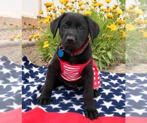 Labrador Retriever Dogs for adoption in Colorado Springs, CO, USA