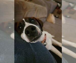 Mutt Dogs for adoption in Springdale, PA, USA