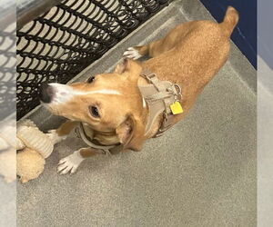 Mutt Dogs for adoption in Sterling, MA, USA