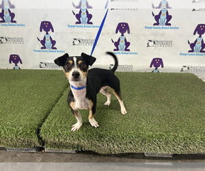 Chihuahua Dogs for adoption in Orlando, FL, USA