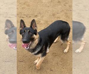 German Shepherd Dog Dogs for adoption in Vallejo, CA, USA