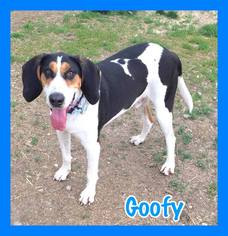 Treeing Walker Coonhound Dogs for adoption in Jasper, IN, USA