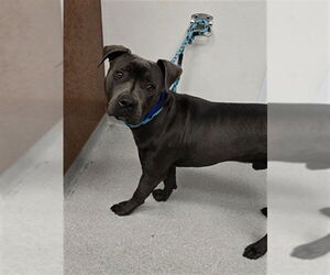 Mutt Dogs for adoption in Rancho Cucamonga, CA, USA