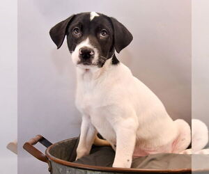 Huskies -Labrador Retriever Mix Dogs for adoption in Sheridan, CO, USA