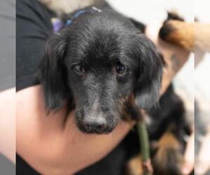 Dachshund-Unknown Mix Dogs for adoption in Minneapolis, MN, USA