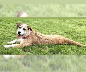 Otterhound-Unknown Mix Dogs for adoption in Genesee, WI, USA