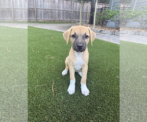 Rhodesian Ridgeback-Unknown Mix Dogs for adoption in The Woodlands, TX, USA