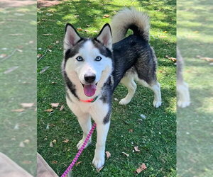 Siberian Husky Dogs for adoption in Sacramento, CA, USA