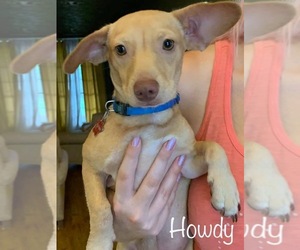 Chiweenie Dogs for adoption in Katy, TX, USA
