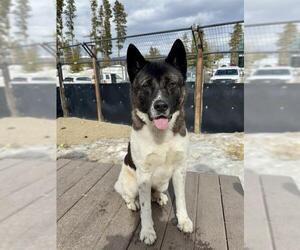 Akita Dogs for adoption in Frisco, CO, USA