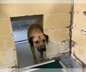 Mastiff-Unknown Mix Dogs for adoption in Tulsa, OK, USA