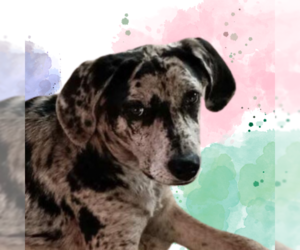 Catahoula Leopard Dog-Unknown Mix Dogs for adoption in Tuscaloosa, AL, USA