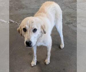 Labrador Retriever-Unknown Mix Dogs for adoption in Rockwall, TX, USA