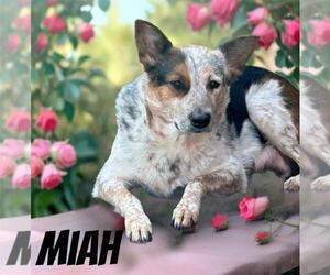 Mutt Dogs for adoption in Highland, IL, USA