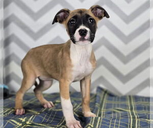 Boxer-Unknown Mix Dogs for adoption in Lakewood, CO, USA