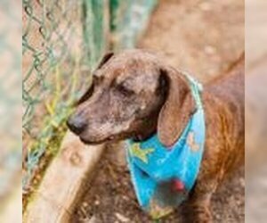 Dachshund Dogs for adoption in Waco, TX, USA