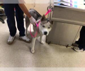 Siberian Husky Dogs for adoption in Riverside, CA, USA