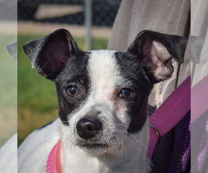 Italian Greyhuahua Dogs for adoption in Huntley, IL, USA