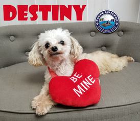 Maltese Dogs for adoption in Arcadia, FL, USA