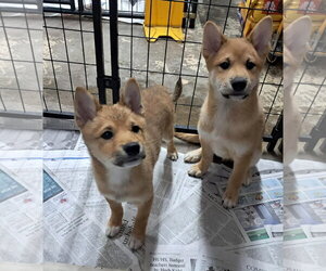 Shiba Inu Dogs for adoption in Mukwonago, WI, USA