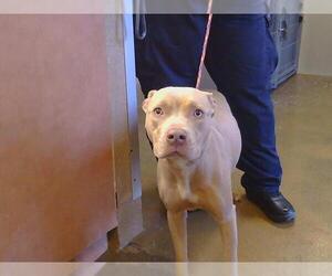American Pit Bull Terrier Dogs for adoption in Sacramento, CA, USA