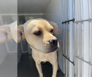 Chug Dogs for adoption in Bakersfield, CA, USA