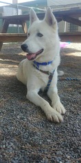 Alaskan Husky Dogs for adoption in Woodland, CA, USA