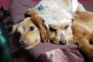 Cavapoo Dogs for adoption in Oakhurst, NJ, USA