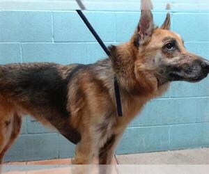 German Shepherd Dog Dogs for adoption in Downey, CA, USA