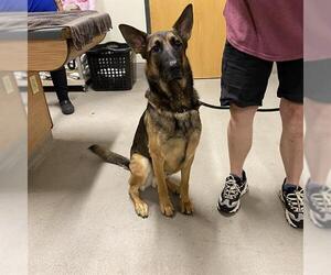 German Shepherd Dog Dogs for adoption in Modesto, CA, USA
