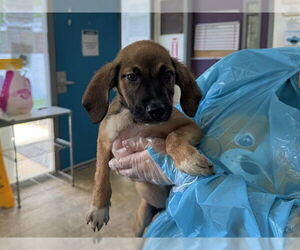 Mutt Dogs for adoption in Raleigh, NC, USA