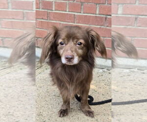 Dachshund-Unknown Mix Dogs for adoption in Bardstown, KY, USA