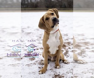 Labrador Retriever-Retriever  Mix Dogs for adoption in Omaha, NE, USA