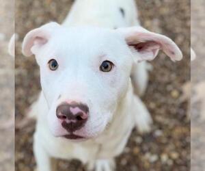 Bulldog-Labrador Retriever Mix Dogs for adoption in Yardley, PA, USA