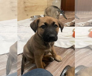 German Shepherd Dog Dogs for adoption in Seattle, WA, USA