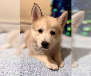 Huskies -Pomeranian Mix Dogs for adoption in Mechanicsburg, PA, USA
