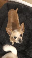 Chihuahua Dogs for adoption in Tenafly, NJ, USA